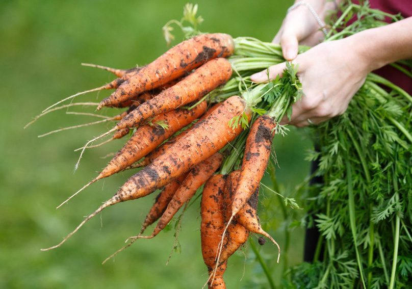 脱水胡萝卜：营养与便捷的完美融合
